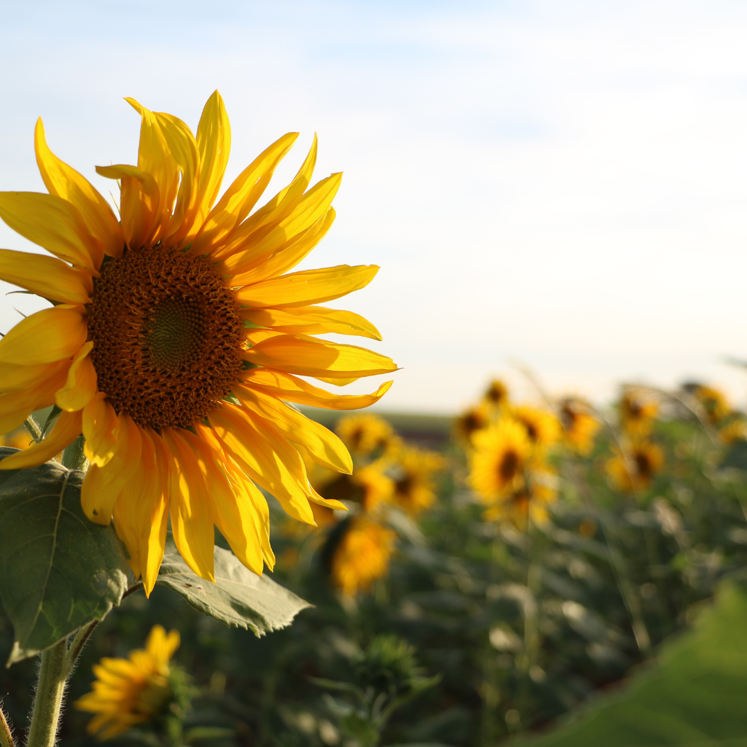 Sommersonnenwende & Sommeranfang Fest